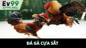 Đá Gà Cựa Sắt Tại EV99