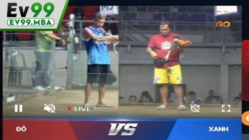 Chọn sảnh gà cựa dao đang phát sóng