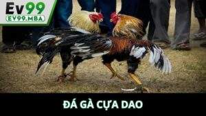 Đá Gà Cựa Dao Tại EV99