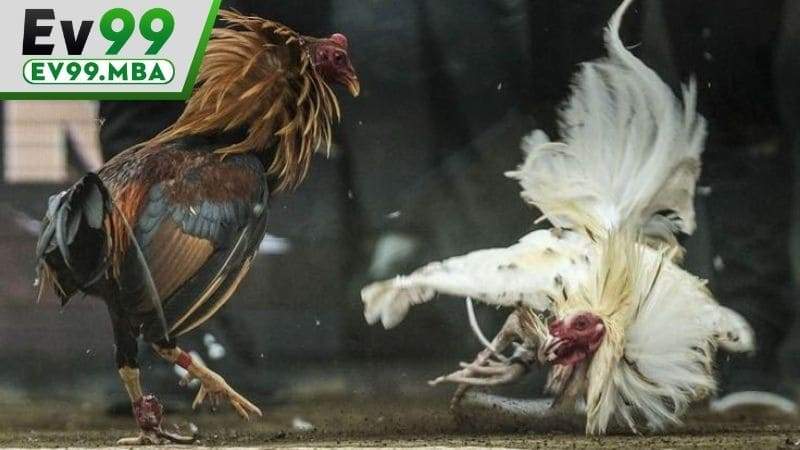 Luật chơi đá gà cựa dao tại EV99