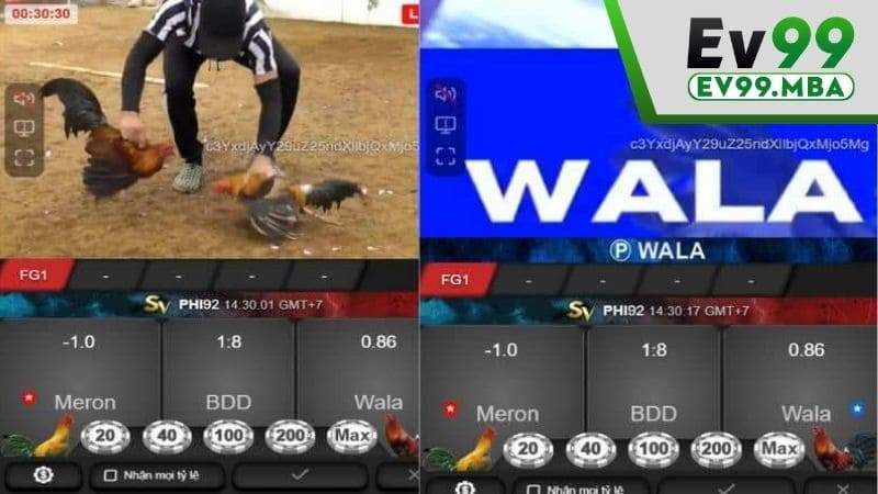 Theo dõi lết quả trận đấu và chờ nhận thưởng