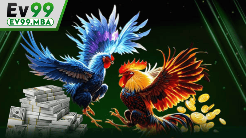 Đá gà EV99 là sản phẩm cung cấp các trận đá gà trực tuyến